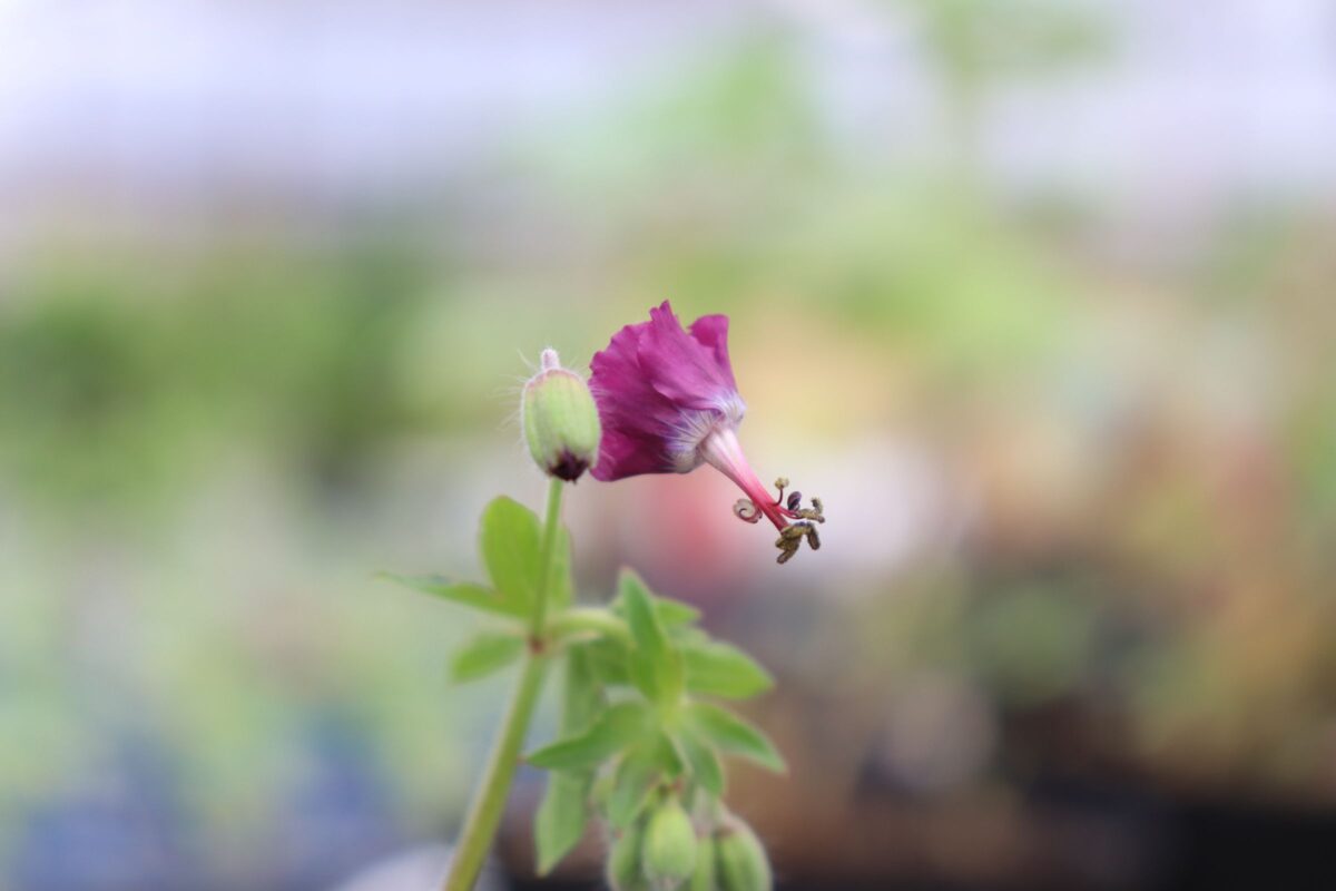 geranium015