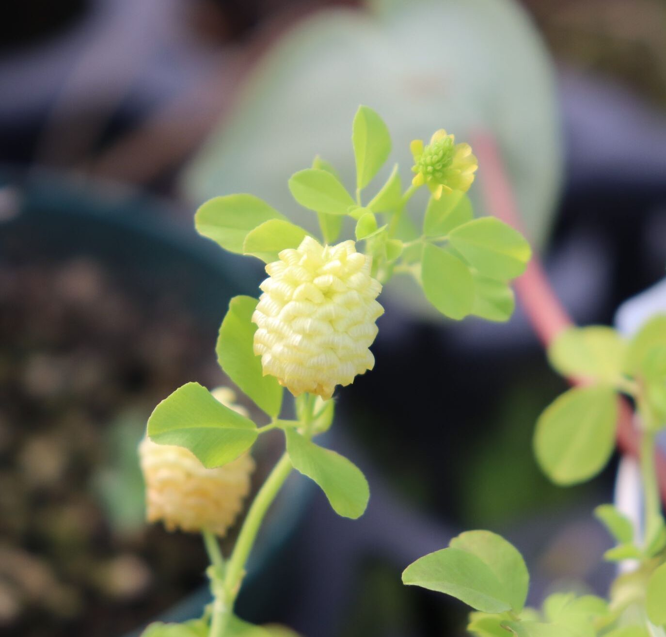 trifolium005