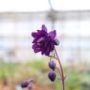 Aquilegia012