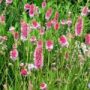sanguisorba003
