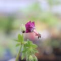 geranium015