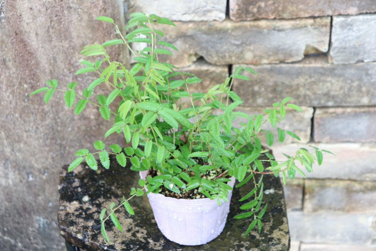 sanguisorba003