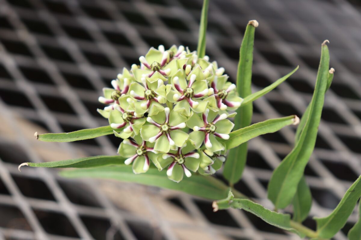 asclepias03