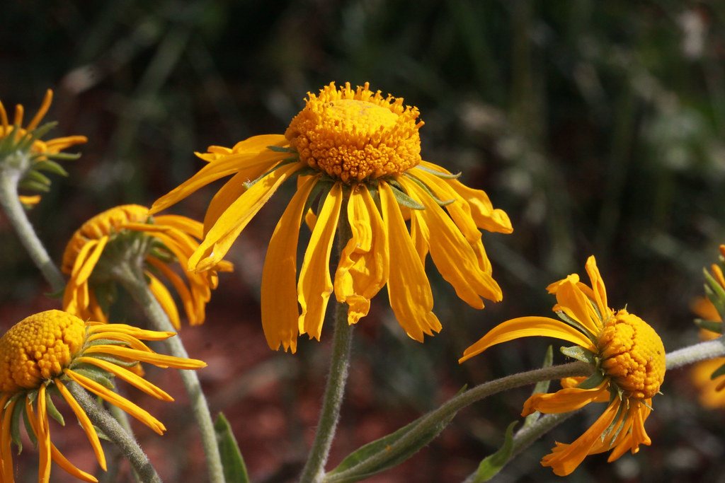 Helenium04