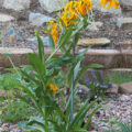 Helenium04