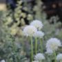 allium005
