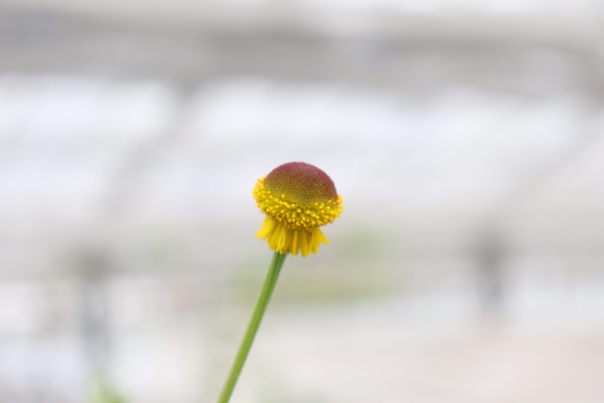 Helenium03