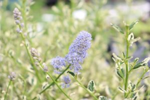 セアノサス クールブルーの花を販売しています