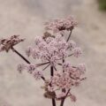 angelica005
