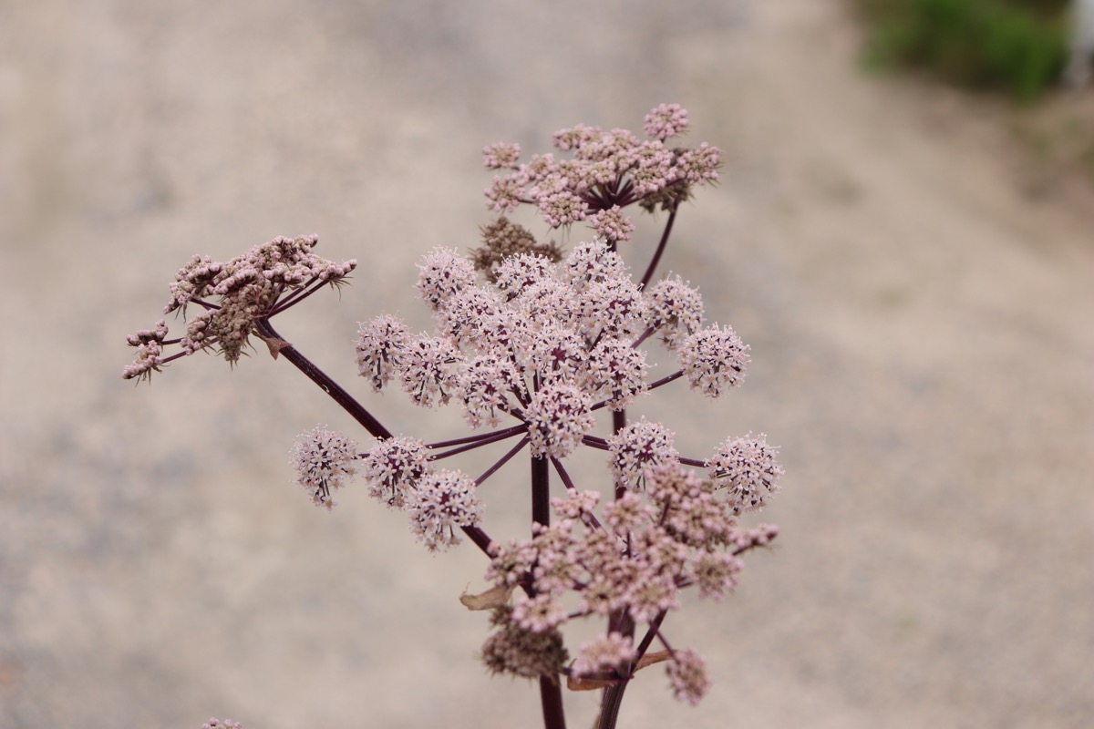 angelica005