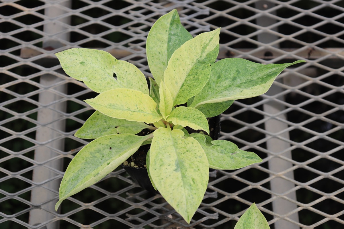 Phytolacca01