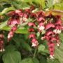 Leycesteria01