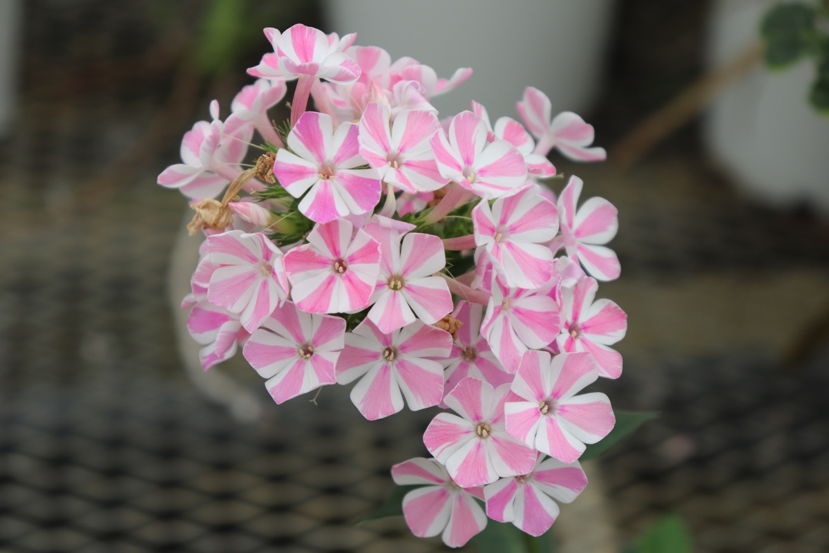 phlox015