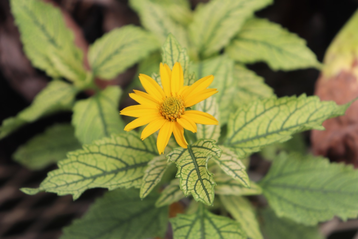heliopsis003