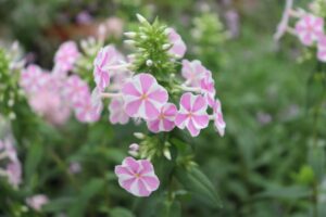 フロックス　ナターシャの花苗を販売しています。