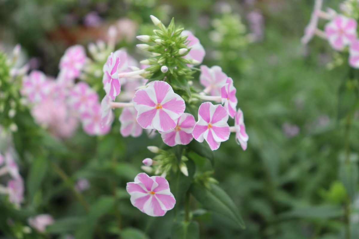 phlox016