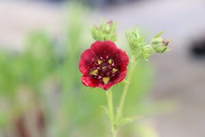赤花のポテンティラ の花苗を販売しています