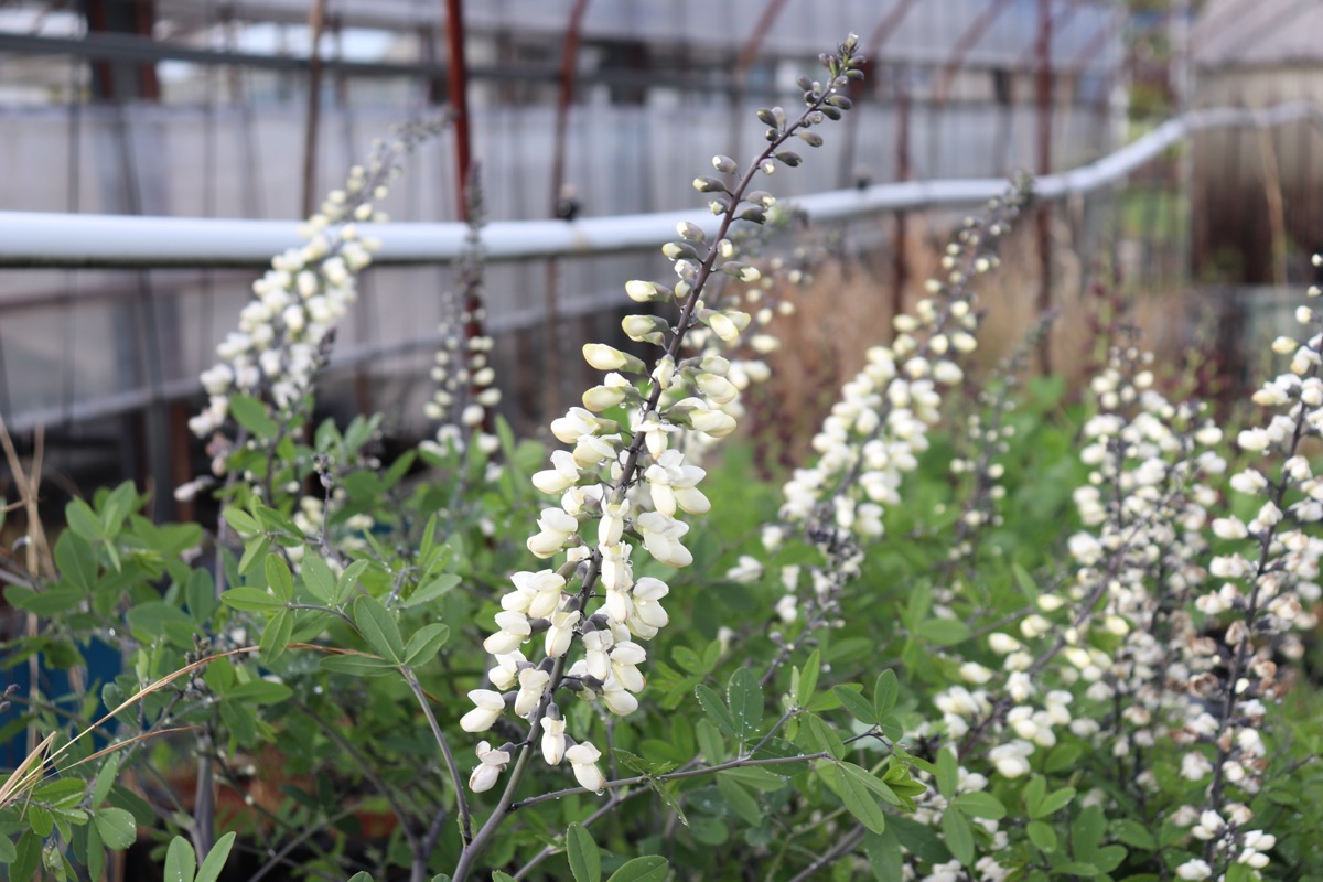 baptisia007
