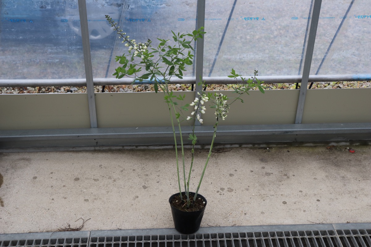 baptisia007