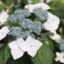 hydrangea005