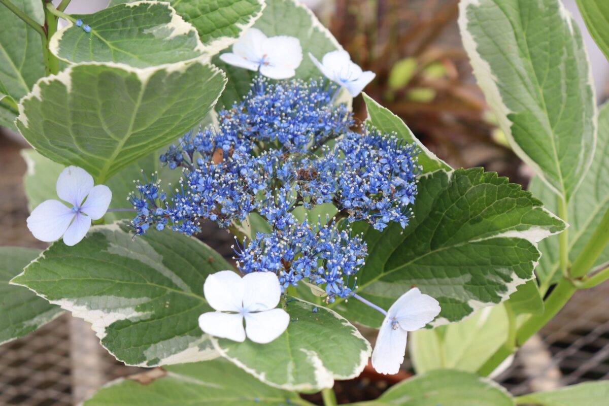 hydrangea004