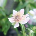 シュウメイギク　初恋の花苗を通販しています