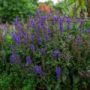 salvia25