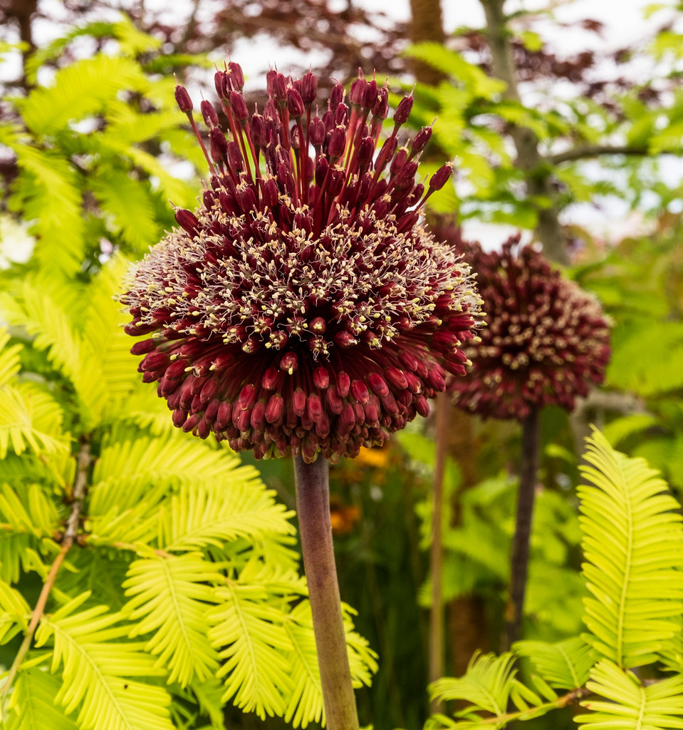 allium015