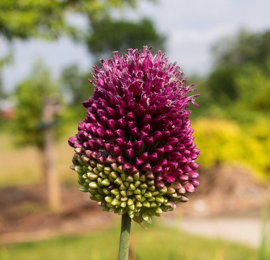 allium012