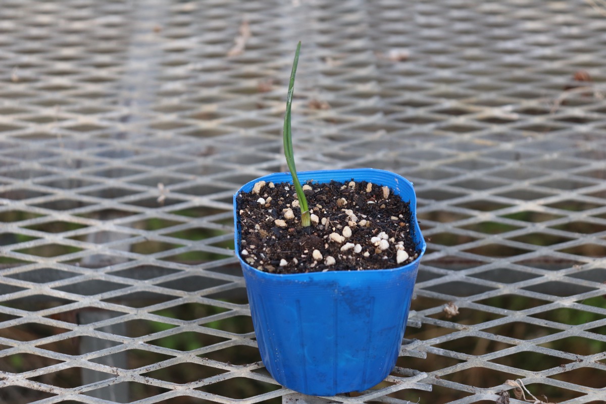 allium012