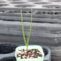 allium014
