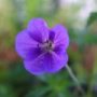 geranium016