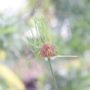 allium014