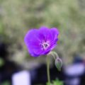 geranium016