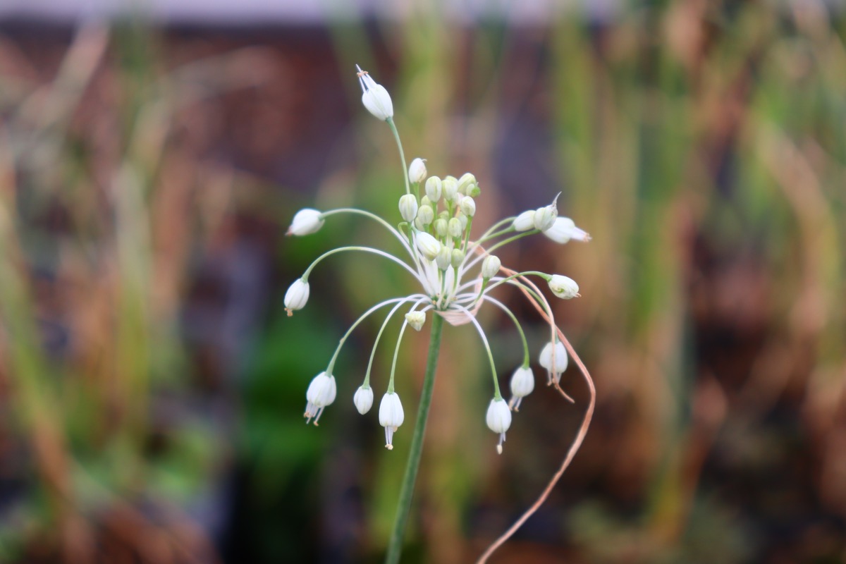 allium010