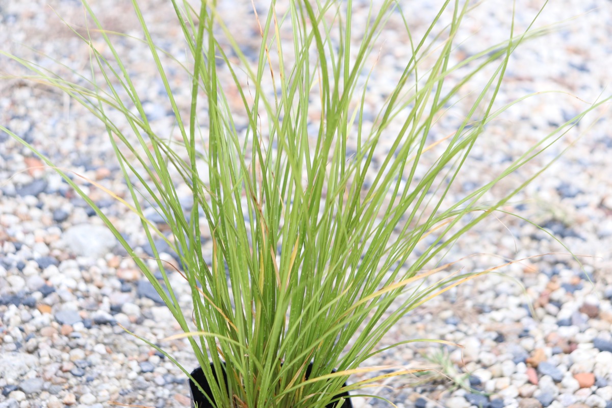 ca02