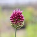 allium012
