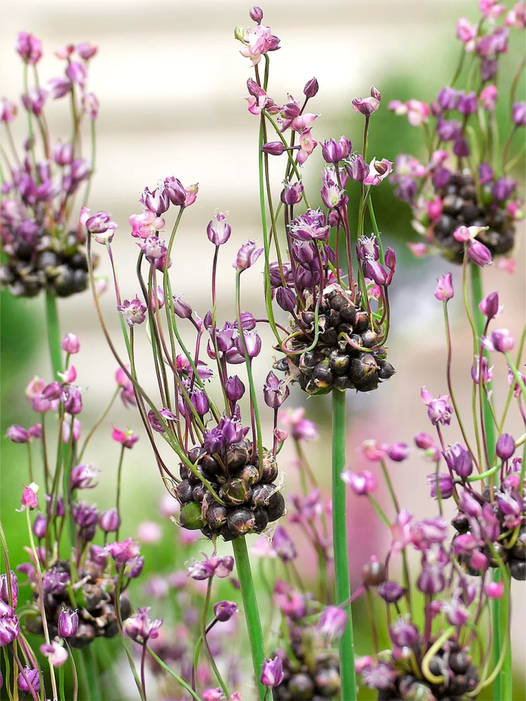 allium013