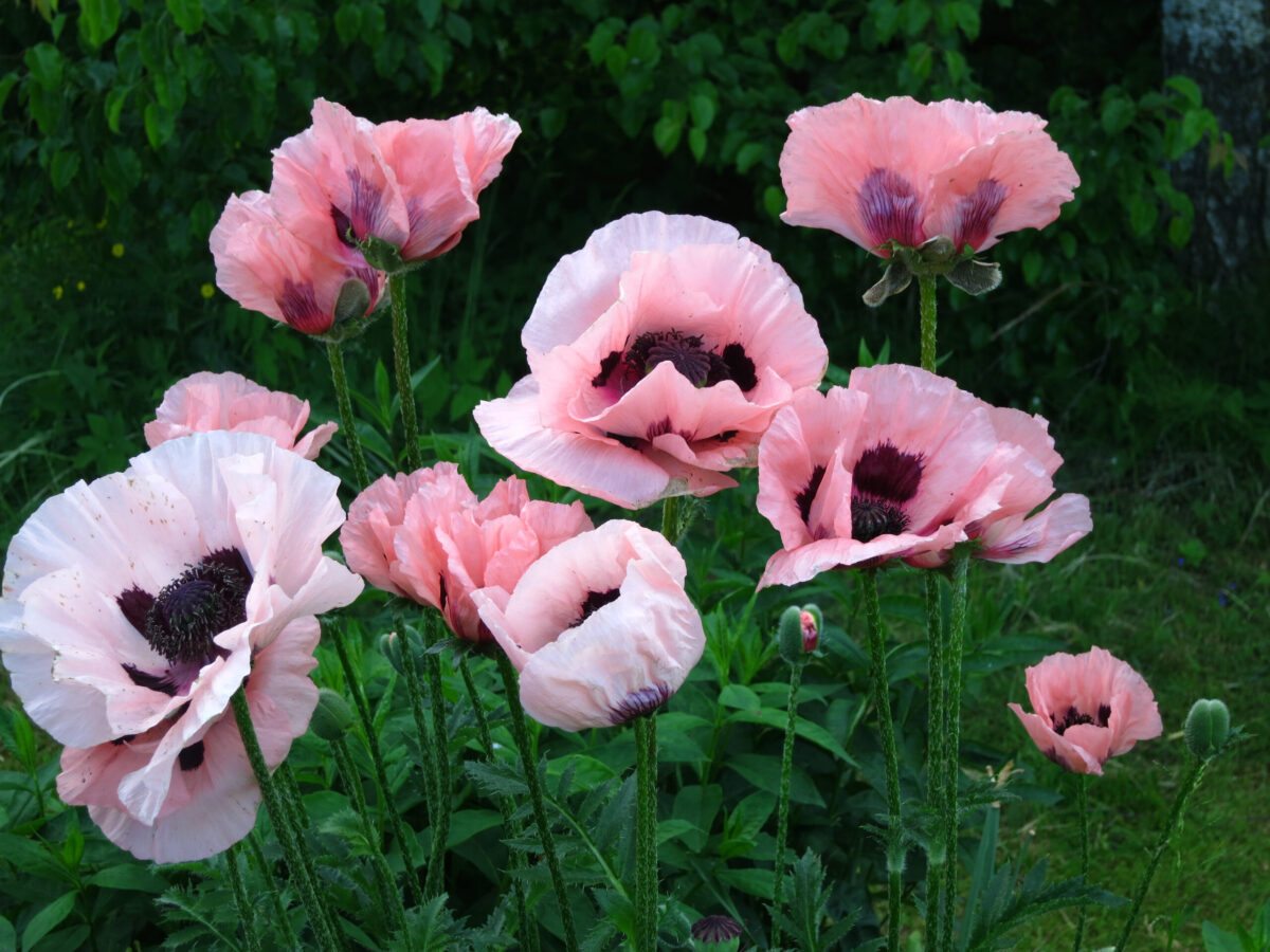 poppy05