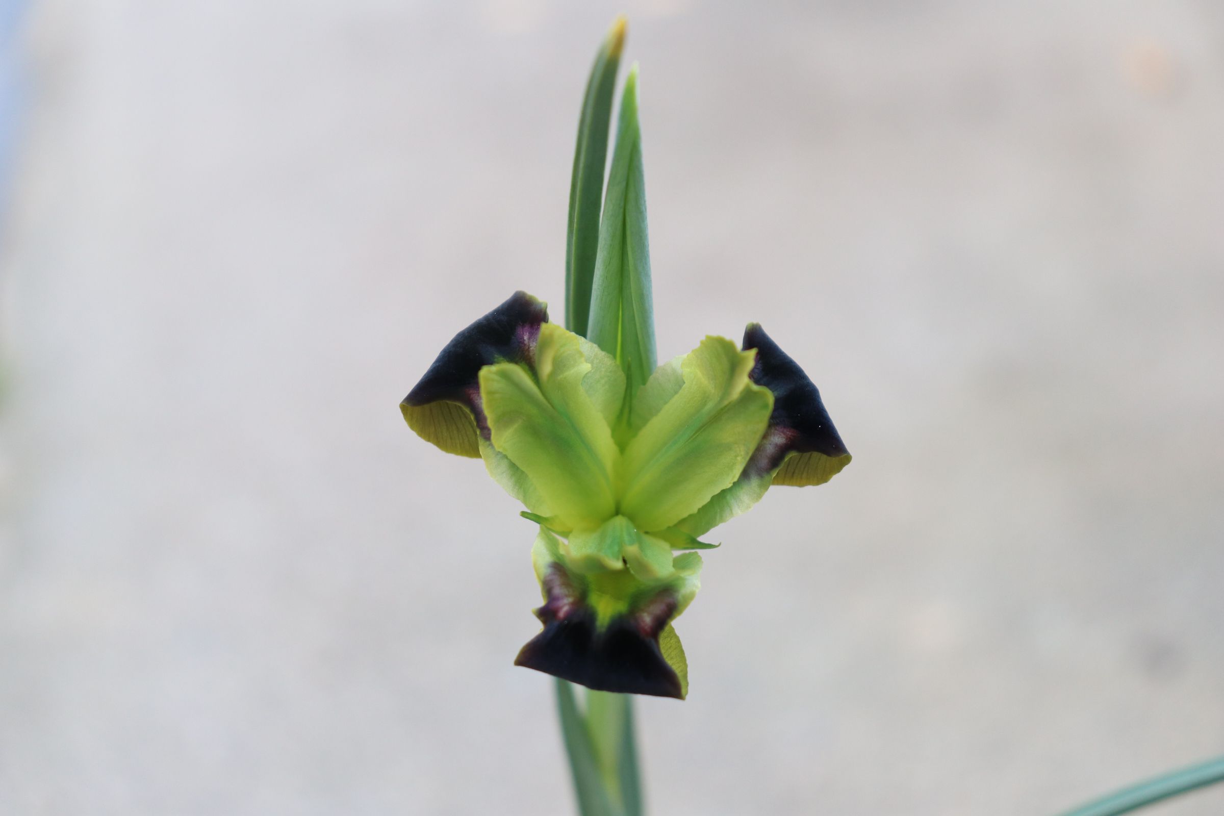 iris01