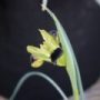 iris01