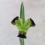 iris01