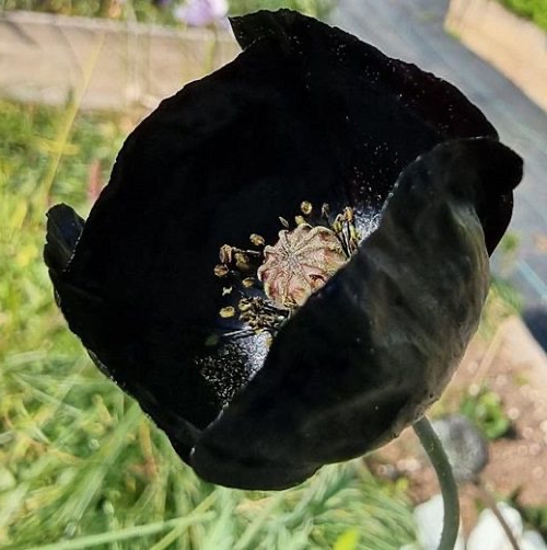 poppy06
