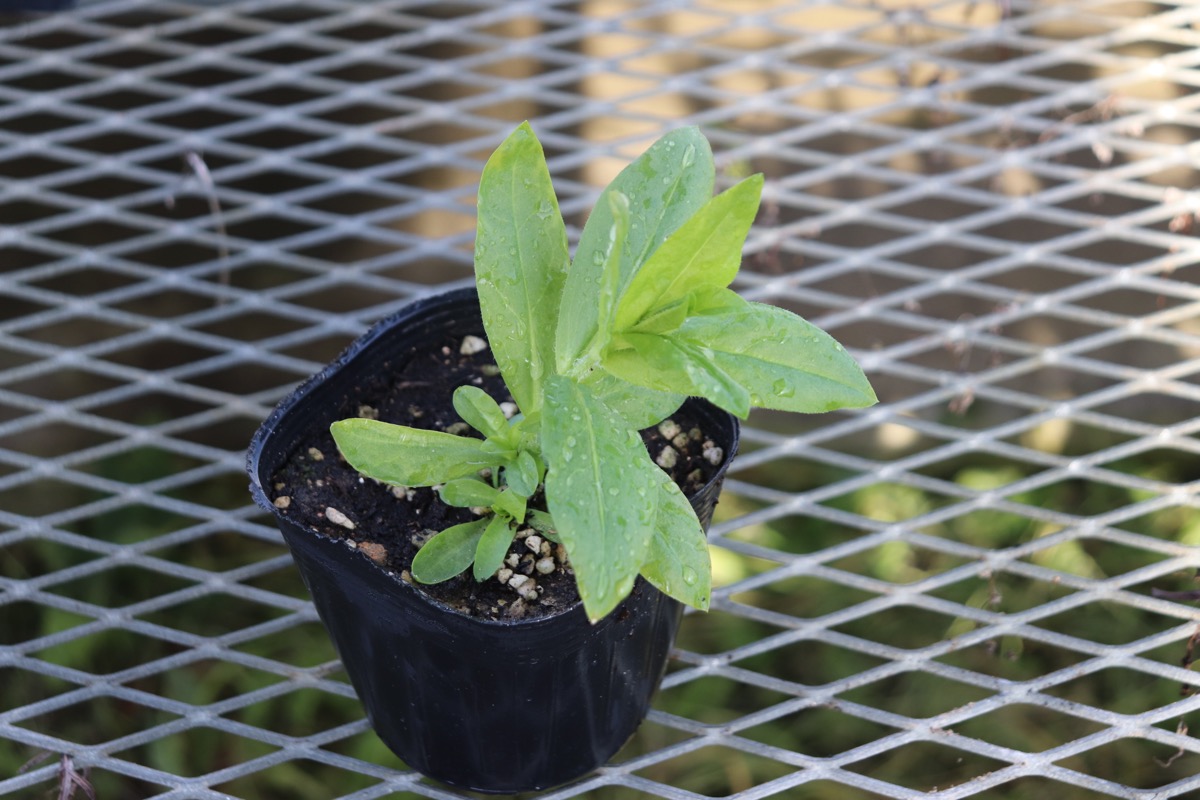 lychnis002