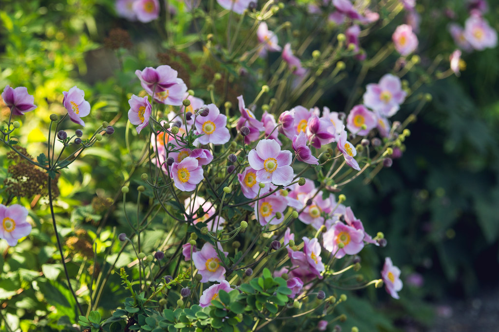 anemone018