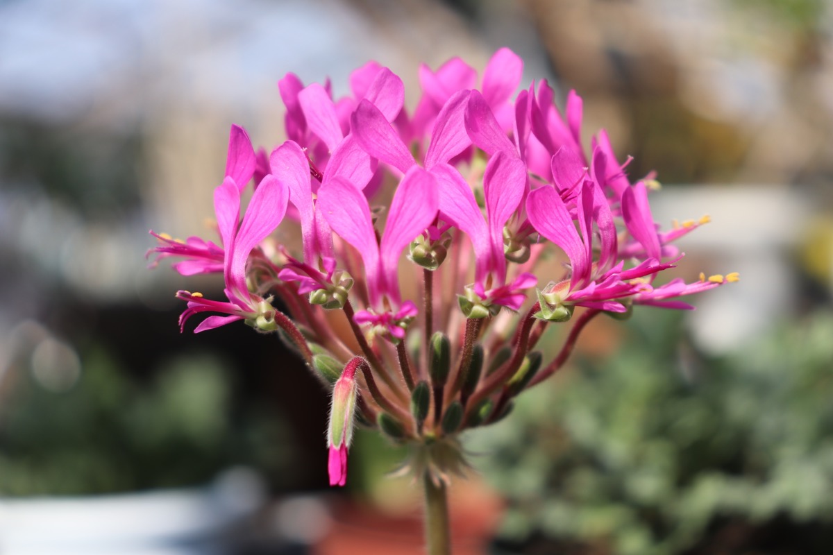 pelargonium006