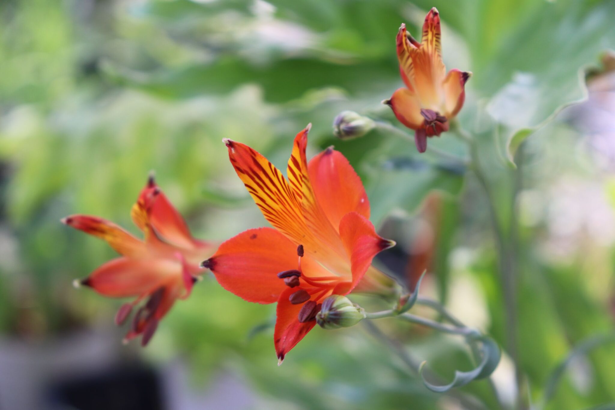 原種のアルストロメリア リグツ シムシーの花