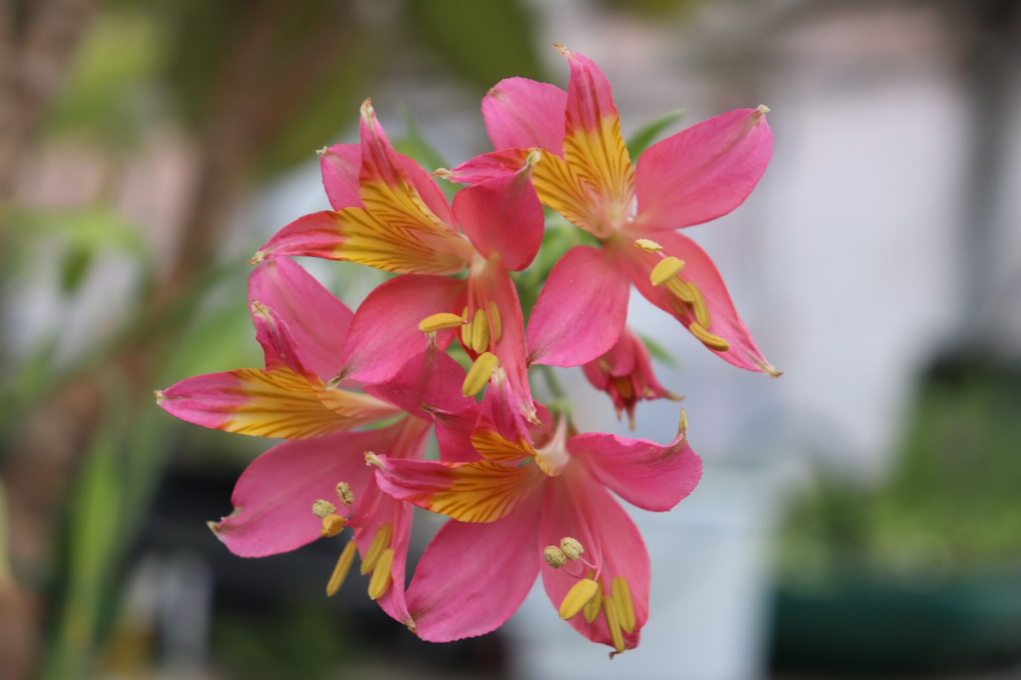 アルストロメリア インカルナタ の花苗を販売しています