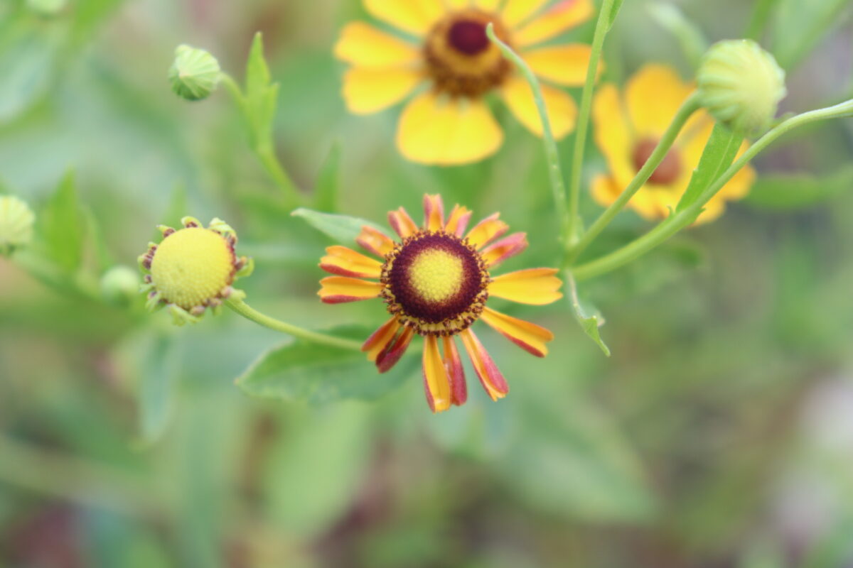 Helenium07