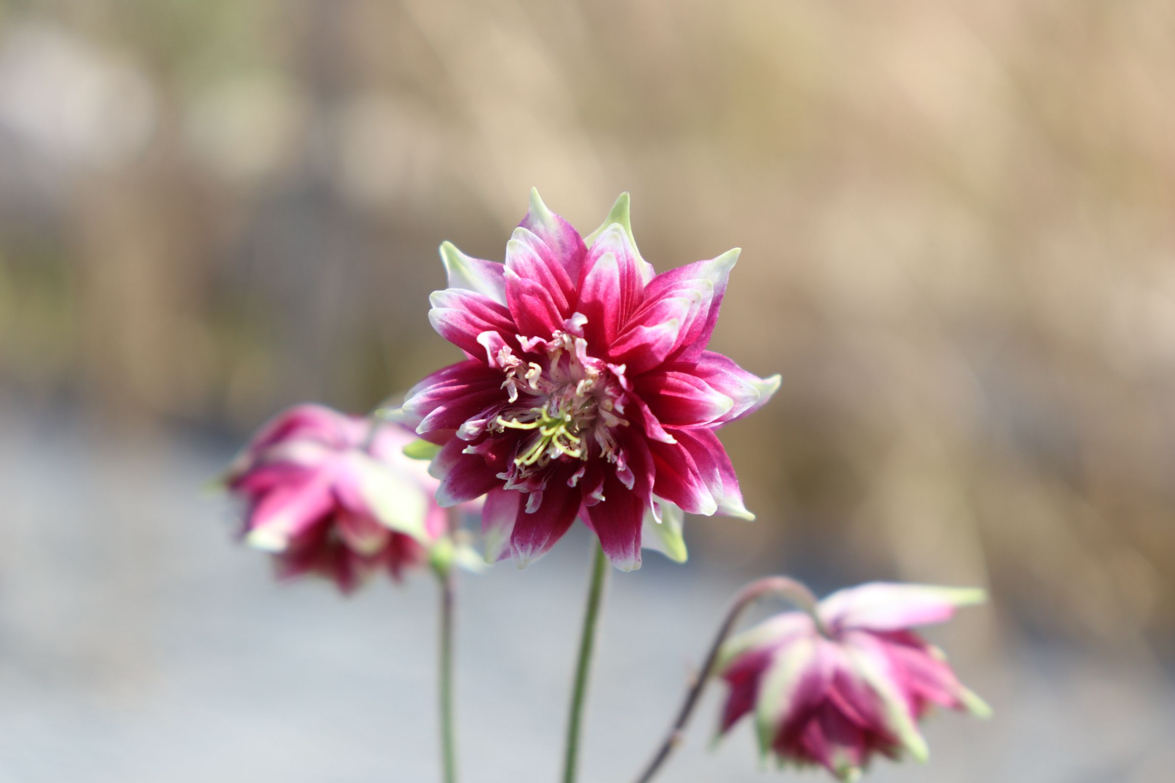 Aquilegia013